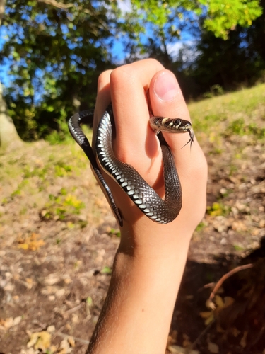 grass snake