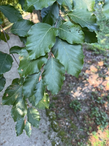 European beech
