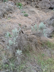 Artemisia tridentata tridentata