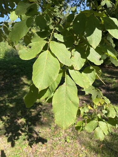 Persian walnut