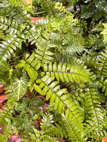 Adiantum latifolium, 2026-09-27