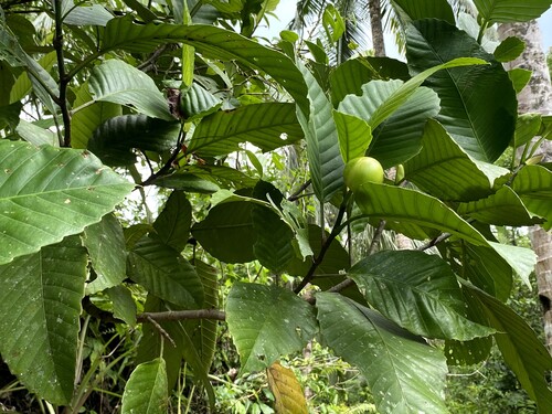 Dillenia philippinensis observed 2026-09-27