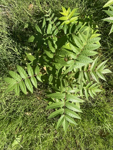 tree-of-heaven