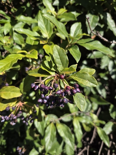 Laurustinus viburnum