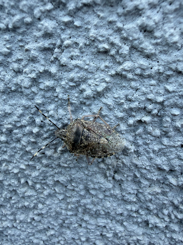 Mottled Stink Bug