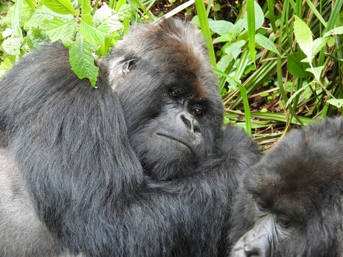 Mountain Gorilla