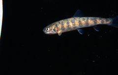 Salvelinus confluentus