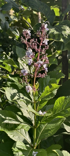 Rotheca serrata observed 2026-09-27