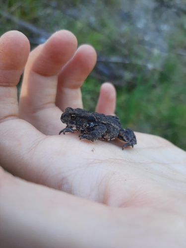 European Toad