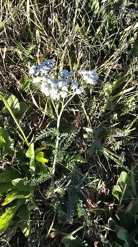 common yarrow