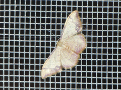 Idaea ostrinaria