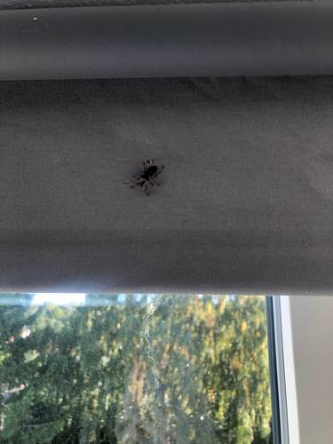 Western Conifer Seed Bug