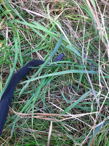 Adder