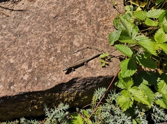 Podarcis muralis