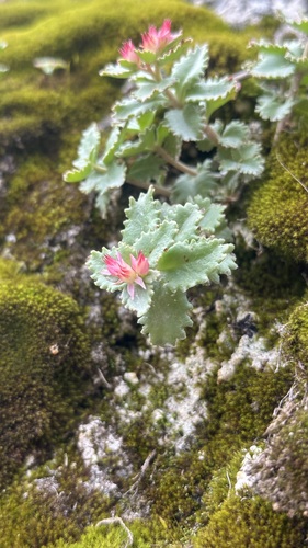 Rhodiola chrysanthemifolia sacra