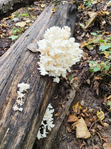 Наблюдение на iNaturalist