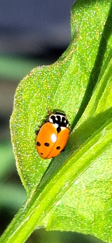Variegated Lady Beetle