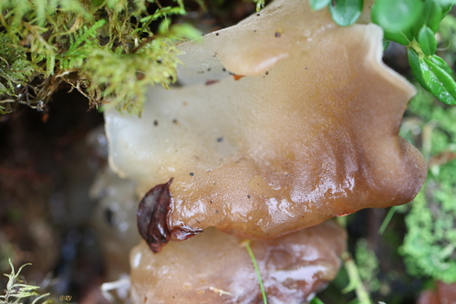 Toothed Jelly Fungus