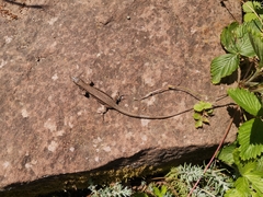 Podarcis muralis
