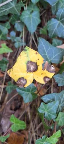 Phoma observed 2026-09-27