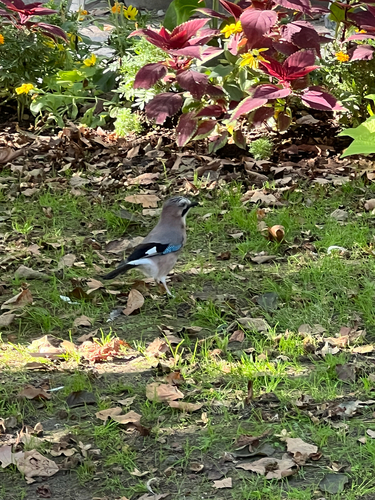Eurasian Jay