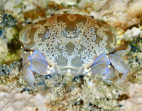 Atergatis floridus observed 2026-09-27