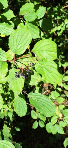 common dogwood