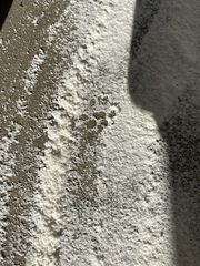 Didelphinae