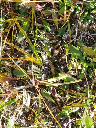 High Mountain Grasshopper