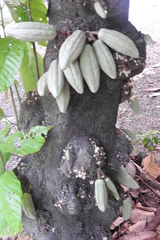 Theobroma cacao