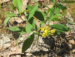 Baptisia cinerea