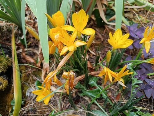 Winter Daffodil