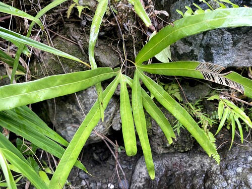 Lygodium circinnatum observed 2026-09-27