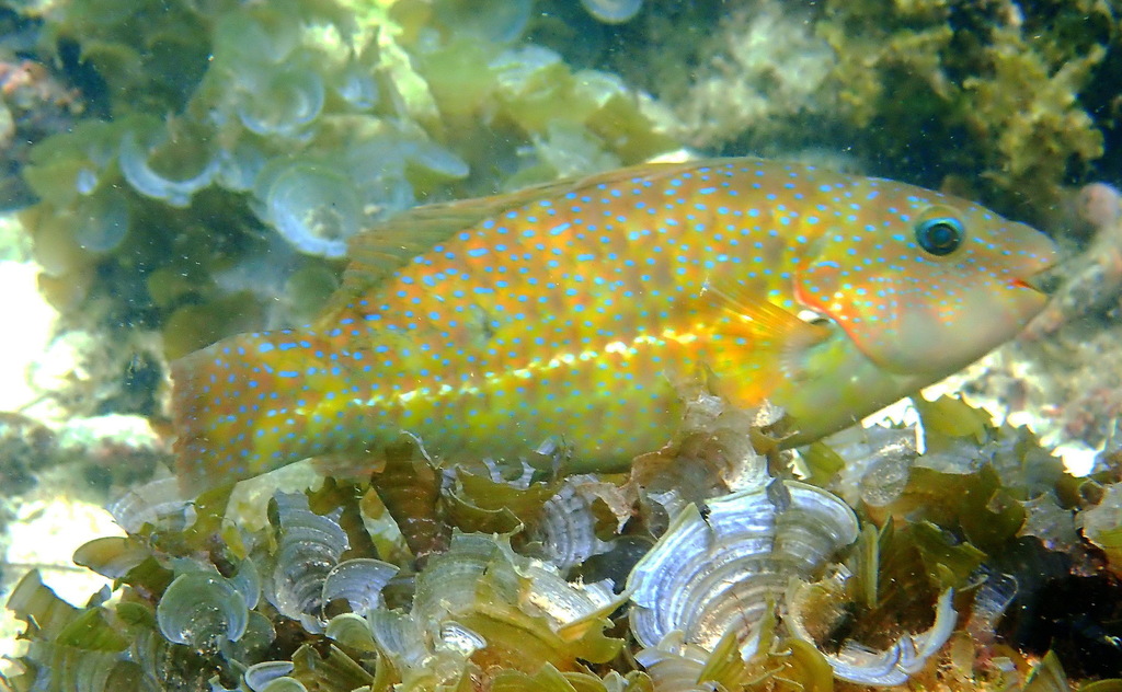 Marbled Parrotfish