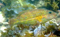 Leptoscarus vaigiensis