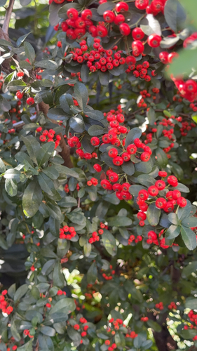 Firethorn