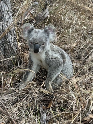 Koala