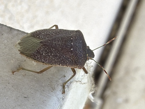 Southern Green Stink Bug