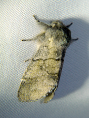 Gluphisia lintneri