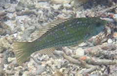 Leptoscarus vaigiensis