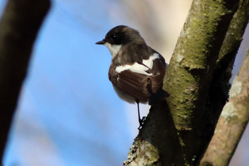 Gobemouche noir