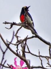 Yellow-Tufted Woodpecker photo 4