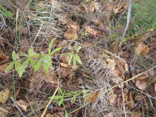 Pentaphyllus, 2026-09-26