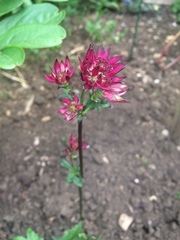 Astrantia
