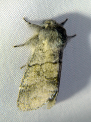 Gluphisia lintneri
