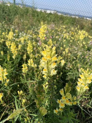 common toadflax