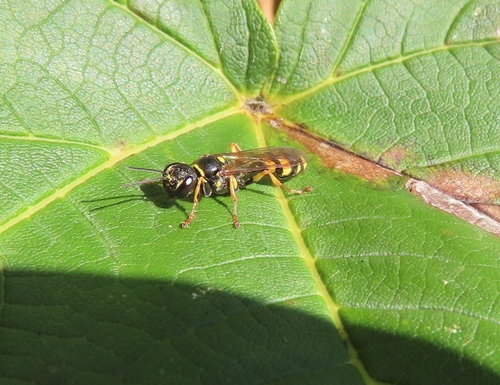 Field digger wasp
