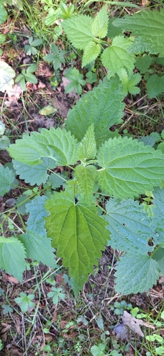 great stinging nettle