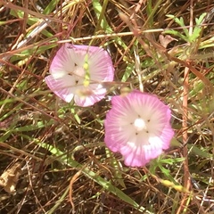 Sidalcea diploscypha