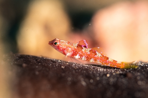 Grotto Goby